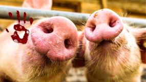 Tres hombres matan a 2 mujeres y se las dan de comer a los cerdos