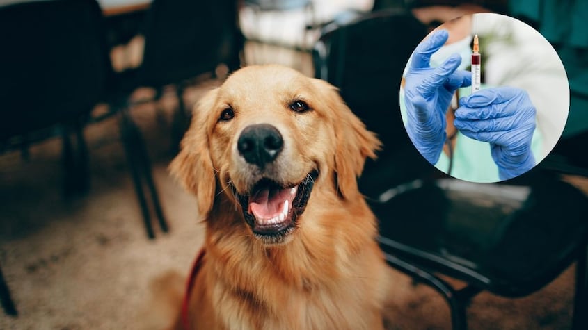 El perro que pasará a la historia por donar sangre para sus amigos