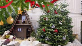 Fira de l’Avet 2024: fechas y actividades del epicentro navideño de Cataluña