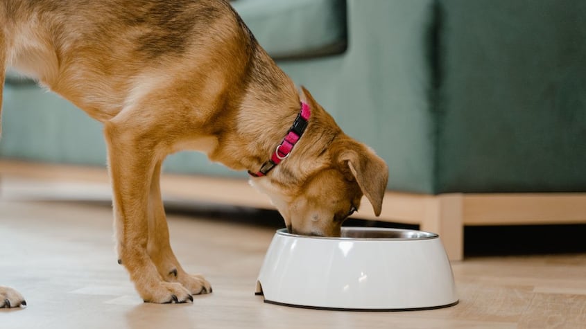 Estudio devela cuántas veces hay que darle de comer a los perros por día