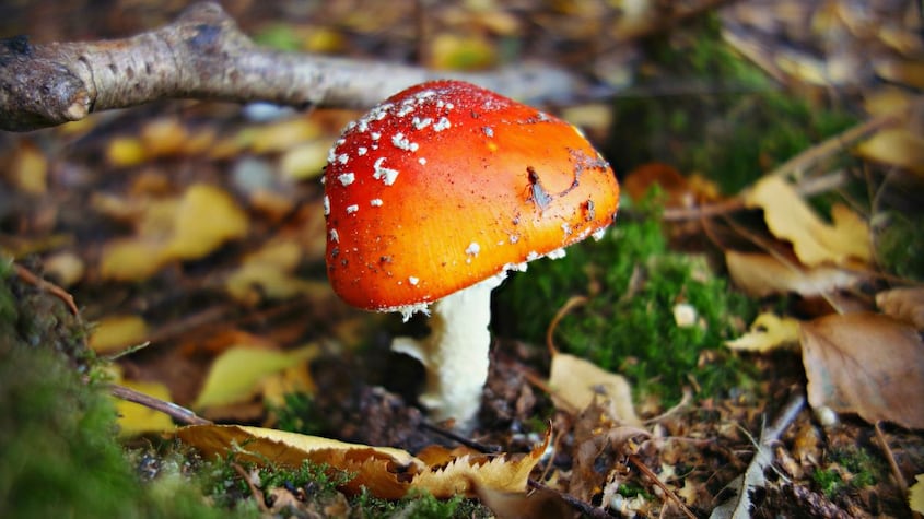 El calmante natural que reduce la ansiedad