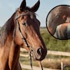 El video de un caballo consolando a una joven que no es apto para personas sensibles