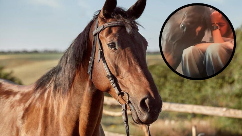 El video de un caballo consolando a una joven que no es apto para personas sensibles