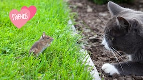 ¿Los gatos son realmente cazadores de ratones? Estudio lo desmiente de manera contundente