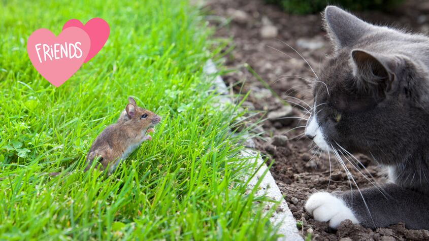 ¿Los gatos son realmente cazadores de ratones? Estudio lo desmiente de manera contundente