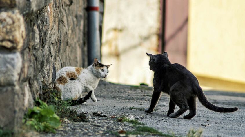 Tips para educar a los gatos convivientes y que no se peleen