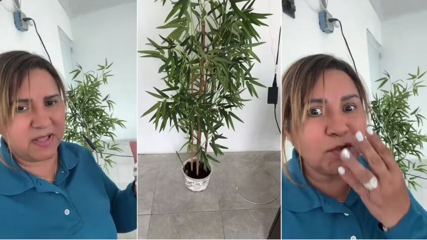 Insólito viral: Después de regarla durante 4 años, descubrió que su planta era de plástico