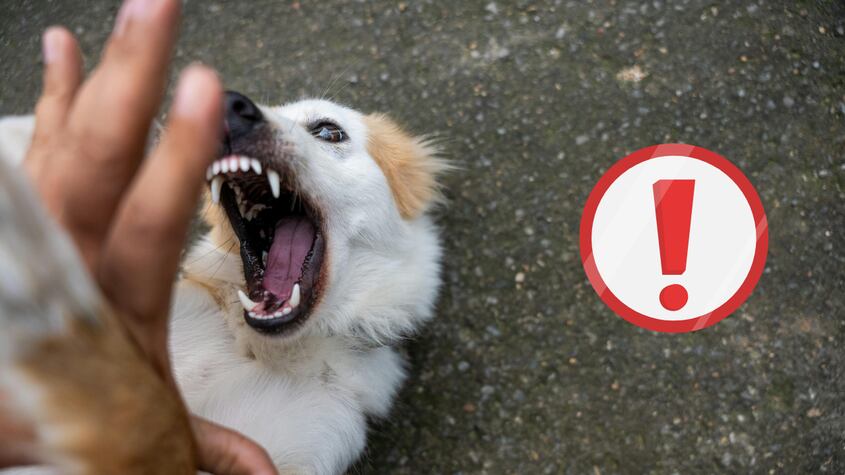 Un perro mató a un hombre de 78 años al atacarlo durante un paseo