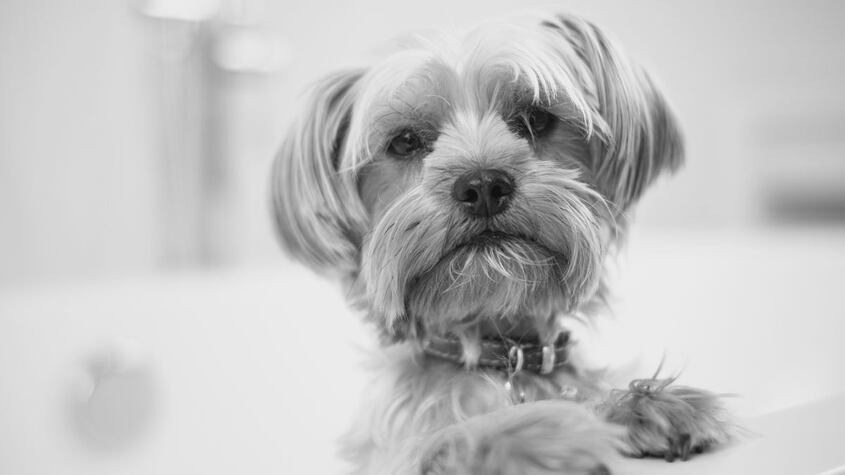 Yorkshire Terrier