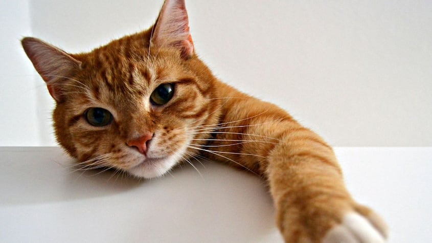 Gato naranja