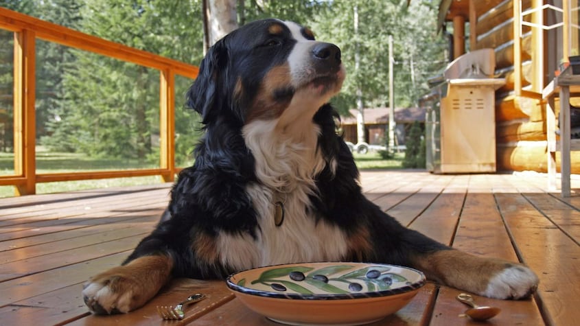 Los 10 alimentos recomendables que pueden comer tanto perros como personas