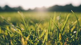 El ingrediente secreto que usan los jardineros para un césped verde en verano 2025