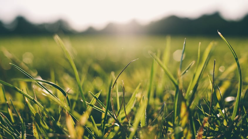 El ingrediente secreto que usan los jardineros para un césped verde en verano 2025