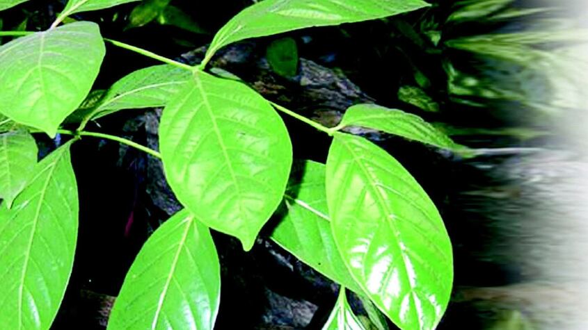 El fruto que ayuda a controlar infecciones urinarias, cistitis y regular la bilis