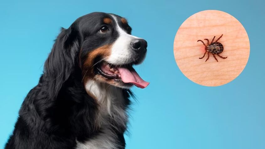 La planta que te ayudará a eliminar las pulgas de tu perro