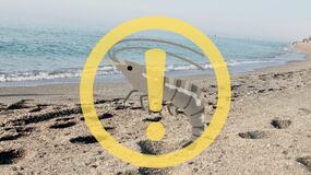 Piojos de mar: la temida plaga de la que hay que cuidarse en la playa