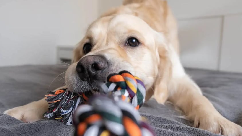 Juguetes para perro.