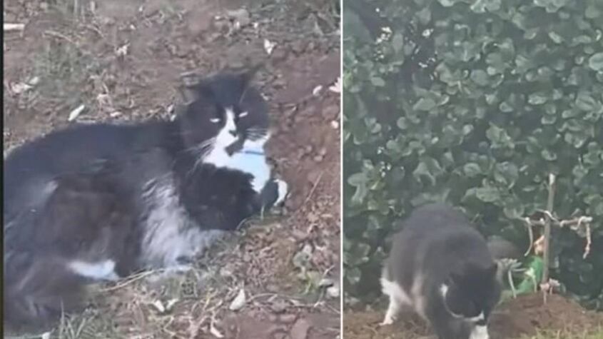 El gato BEAR.