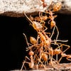 El truco de una experta en cocina para ahuyentar las hormigas de casa con 1 sólo ingrediente
