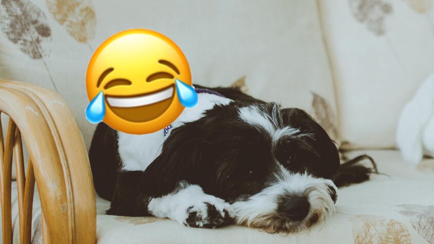 Una pareja canina conquista las redes por hacerle una travesura a su dueño