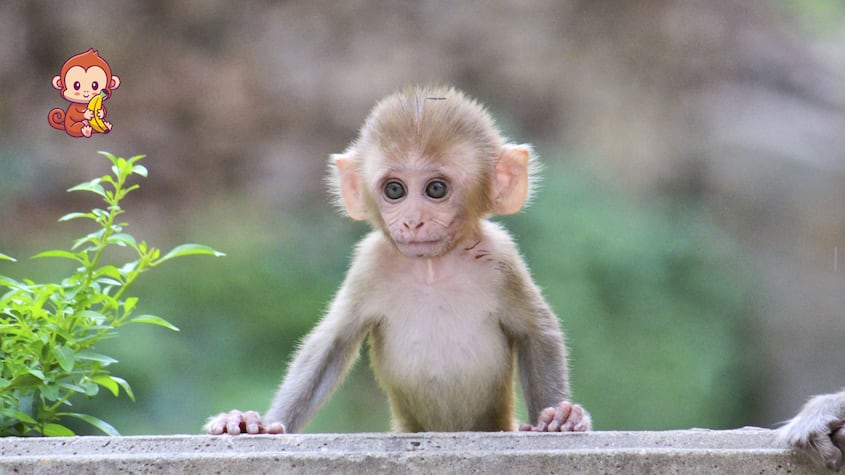 14 de diciembre, Día Mundial del Mono: el respeto a los primates