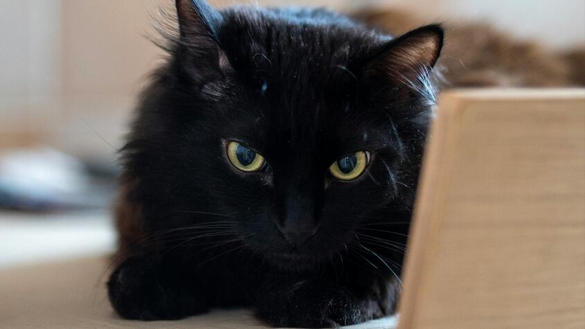 Hombre intenta abusar de menor al devolverle un gato perdido y podría enfrentar 5 años de prisión