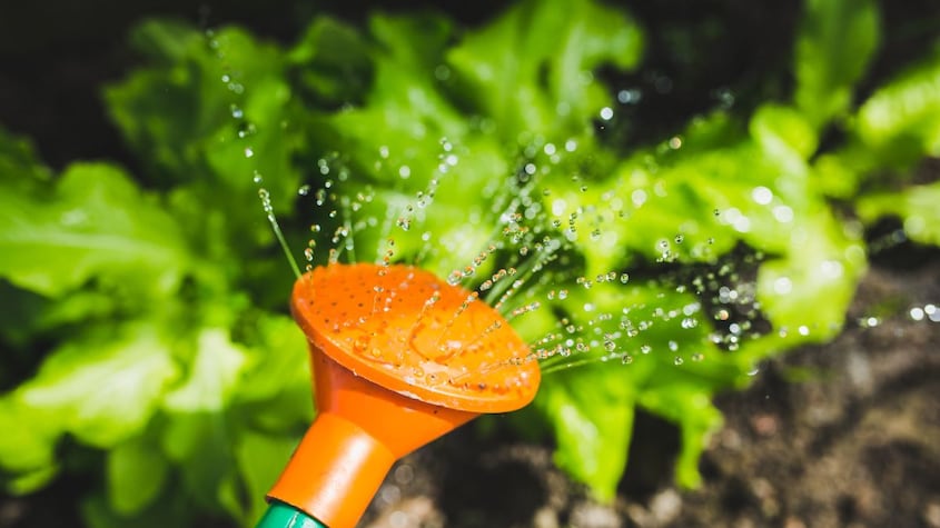Trucos de jardinería