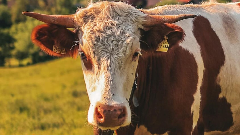 Vaca