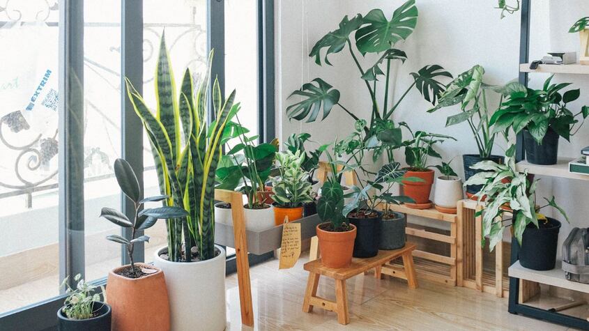 Coloca estas plantas en el interior de tu casa porque absorben el calor
