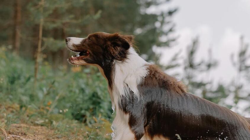 Bebé muere mutilado por perro que llevaba días sin comer