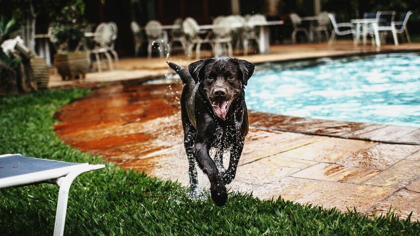Consejos y recomendaciones para mantener hidratado y fresco a los perros cuando hace calor