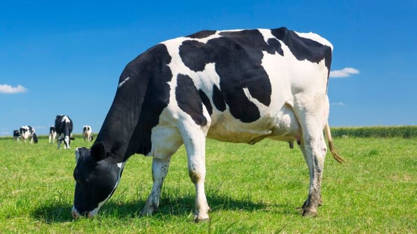 Vaca embiste a dos peregrinos que hacían el camino de Santigo; están heridos de gravedad