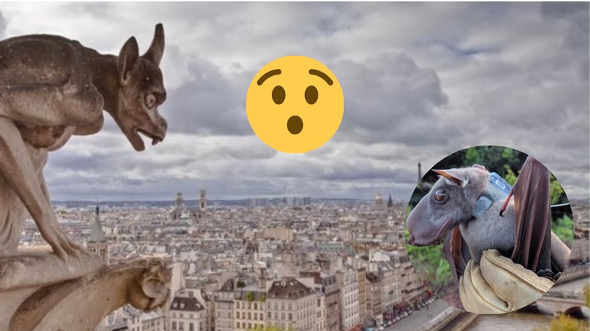 ¿Una gárgola medieval entre nosotros? Sí, existe y habita en África