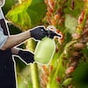 Di adiós al pulgón: estos son los mejores trucos para quitarlas de las plantas