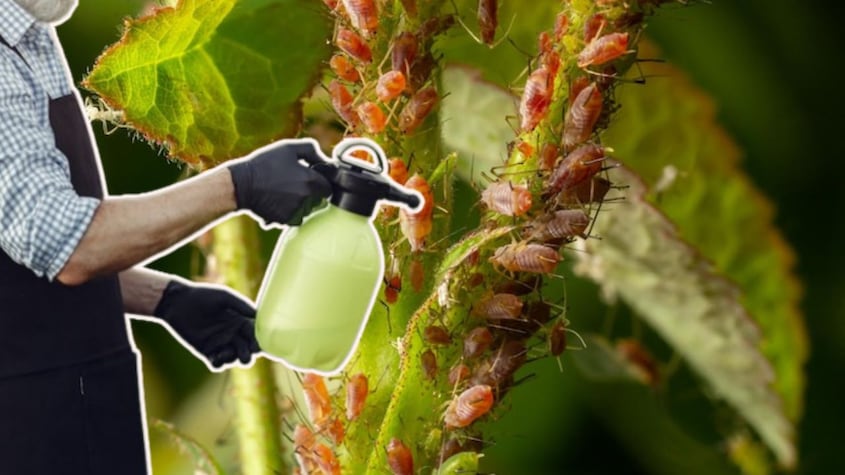 Di adiós al pulgón: estos son los mejores trucos para quitarlas de las plantas