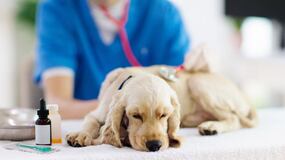 90.000 Euros de multa a un veterinario por curar a una mascota en España