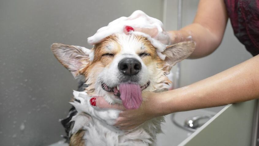 Bañar perro