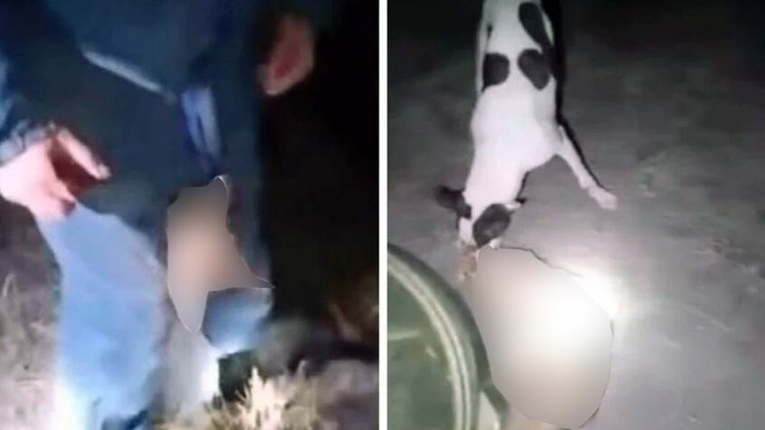 José Sánchez Aguilera agrediendo a un zorro en vídeo viral