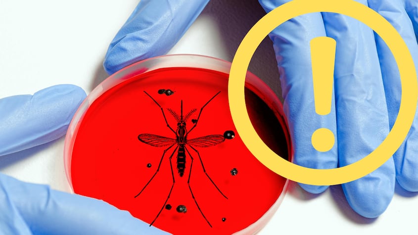 ¿Qué mosquito transmite el virus del Nilo? Esto es lo que debes saber