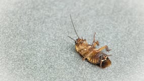El truco que ahuyenta cucarachas del hogar con 1 hoja de esta planta