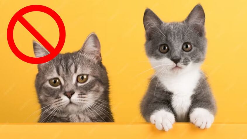 Expertos advierten sobre comportamientos y actitudes que alteran a los gatos