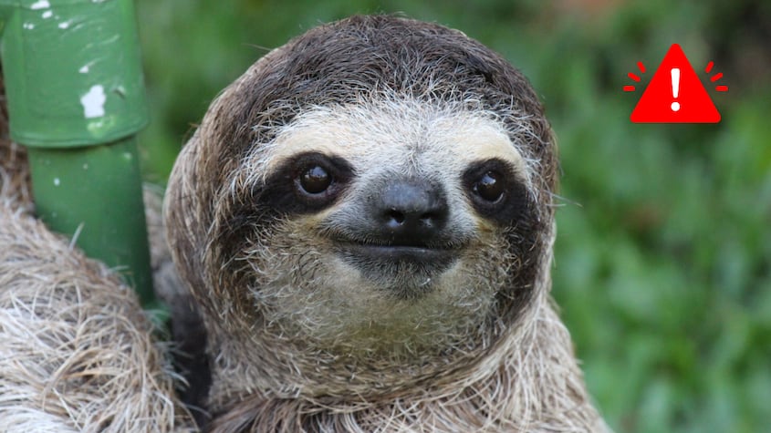 Hoy, 19 de octubre, es el Día Internacional del Perezoso: ¿Por qué?