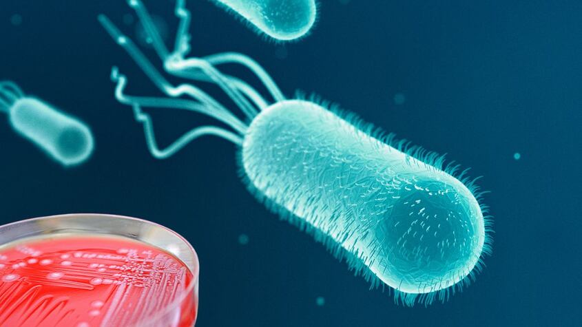 E.Coli