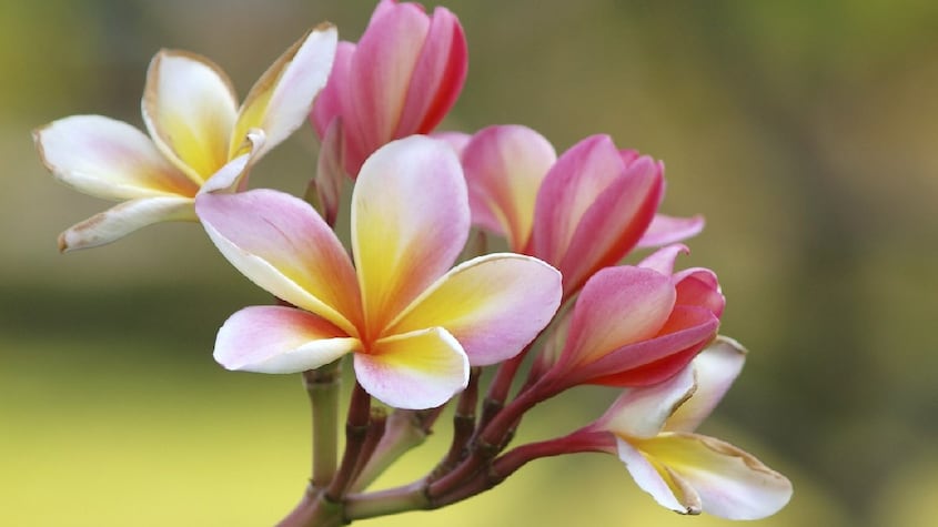 Olor a flores.