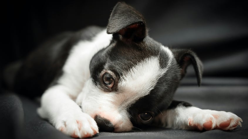 Atención: estos perros no te van a dejar la casa llena de pelos
