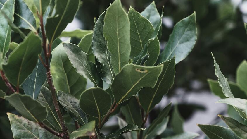 laurel atraer dinero