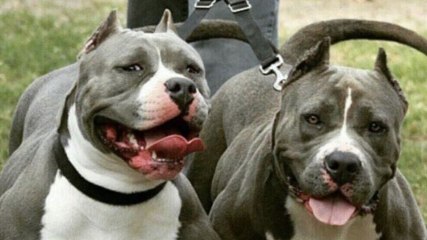 Pitbulls