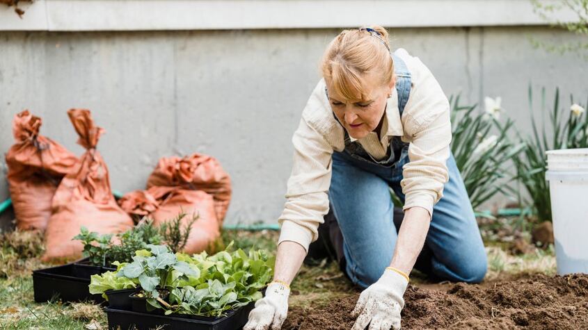 5 consejos para que plantas no se marchiten durante tu ausencia