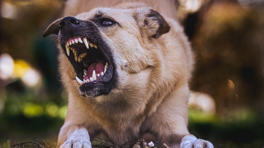 Expertos de Harvard encontraron la solución para evitar que los perros muerdan a las personas
