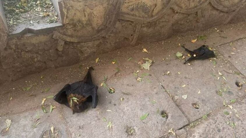 Murciélagos muertos en la India.